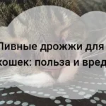 Пивные дрожжи для кошек: польза и вред