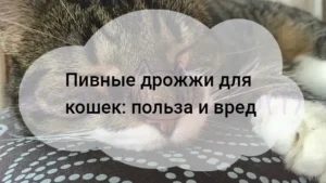 Подробнее о статье Пивные дрожжи для кошек: польза и вред