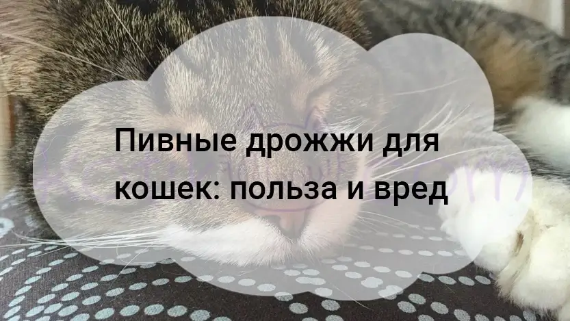 Вы сейчас просматриваете Пивные дрожжи для кошек: польза и вред