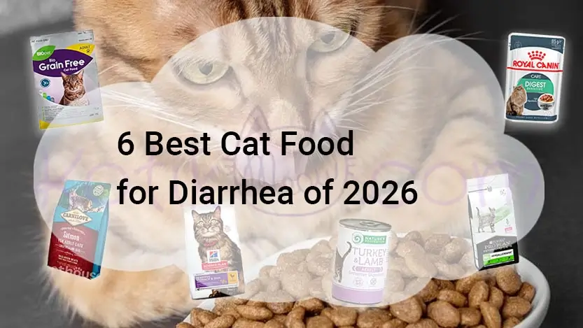 Read more about the article 6 Best Cat Food for Diarrhea of 2026