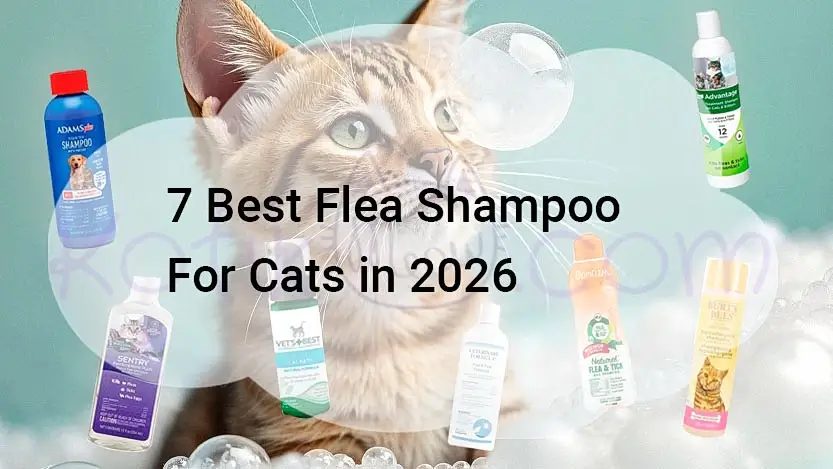 You are currently viewing 7 Best Flea Shampoo For Cats in 2026