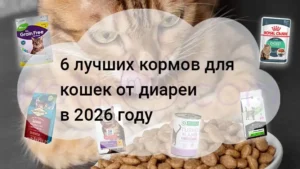 Подробнее о статье Корма для кошек при диарее 6 лучших в 2026 году