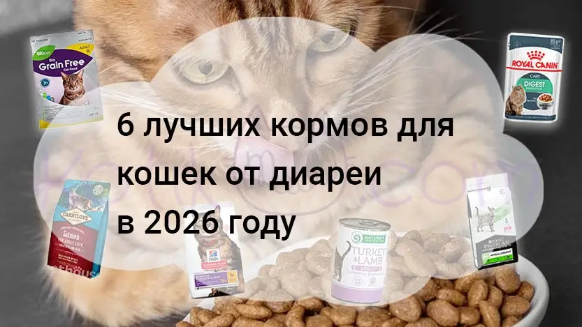 Подробнее о статье Корма для кошек при диарее 6 лучших в 2026 году