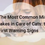 The Most Common Mistakes in Care of Cats: the First Warning Signs